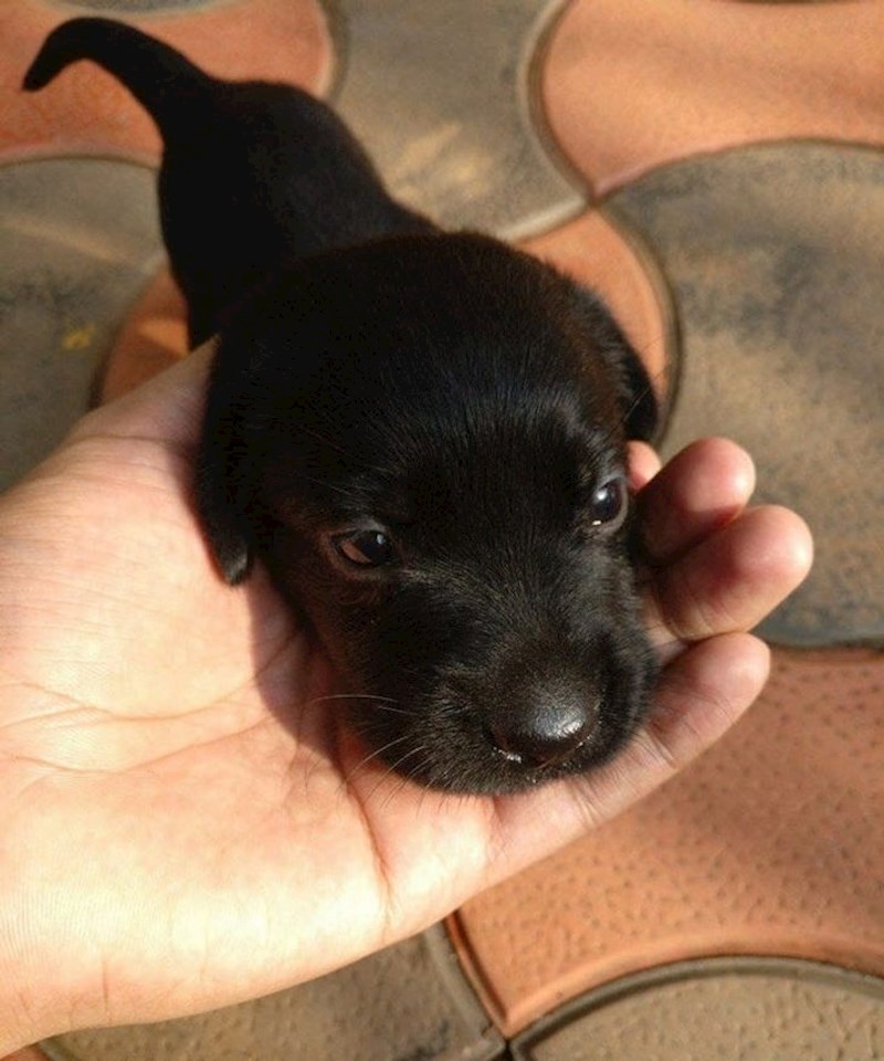 17. "Još uvijek ne mogu vjerovati da je ovo preslatko stvorenje moje"