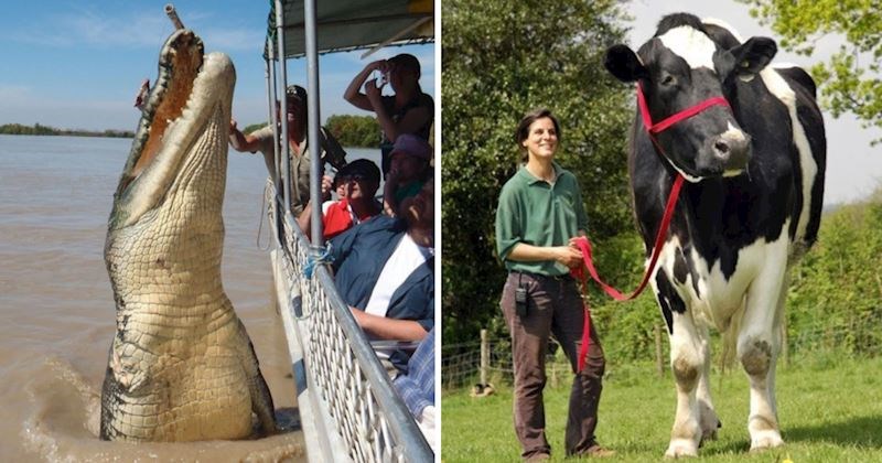 15+ fascinantnih fotografija jako velikih životinja za koje je teško vjerojati da zapravo postoje