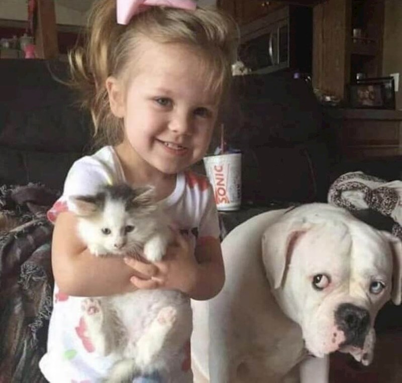 10. "Uzeli smo mačića, a pas izgleda kao da brine voli li ga još uvijek naša kćer. I dalje joj je najdraži"