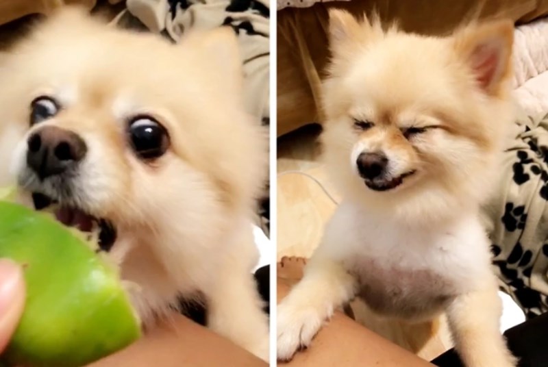 "Mimi je prvi put probala kivi, nije joj se svidio."