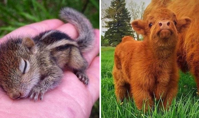 20 preslatkih fotografija mladunčadi životinja zbog kojih će vam odmah biti toplije oko srca