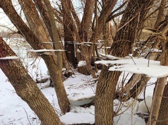 4. Komadi leda koji su ostali na stablima nakon što se voda povukla s poplavljenog područja