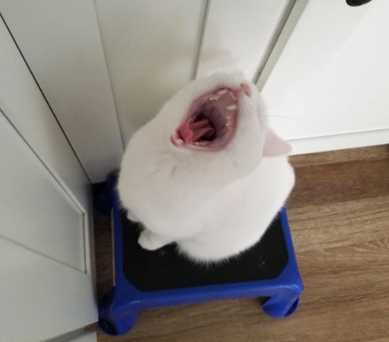 "Došla je i vrištala na mene jer joj nisam dala poslastice."