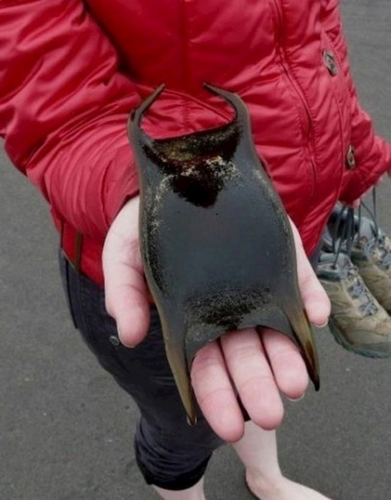 Jaje raže izgleda kao neko izvanzemaljsko stvorenje.