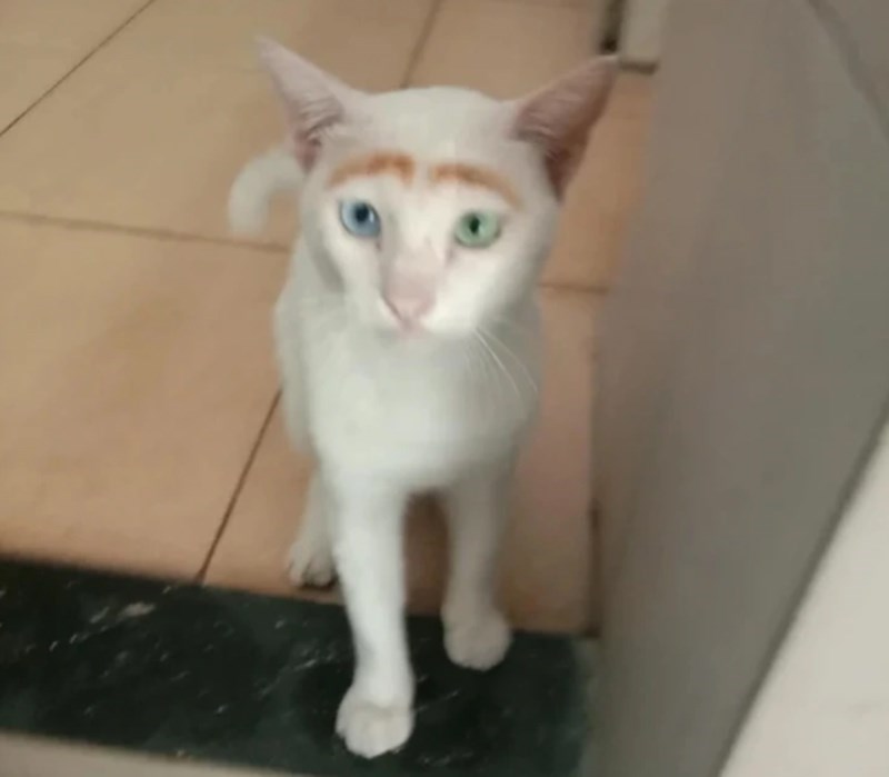 14. Mačka s obrvama. 😄