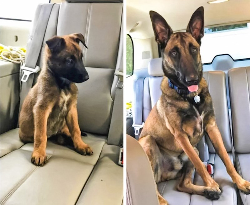 "Kako je izgledao kad smo ga udomili, a kako izgleda godinu dana kasnije"