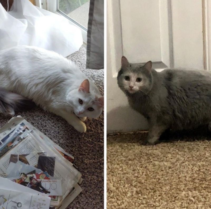 Ušao je u kamin i postao sivi mačak