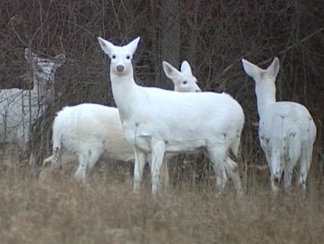 5. "Uspjeli smo snimiti albino košute i jelene u dvorištu."