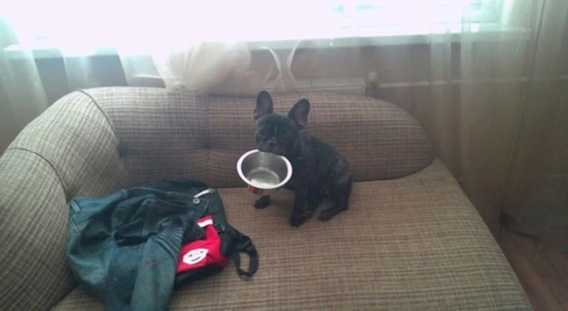 4. Ovaj psa zna kako vlasnicima suptilno dati do znanja da je gladan