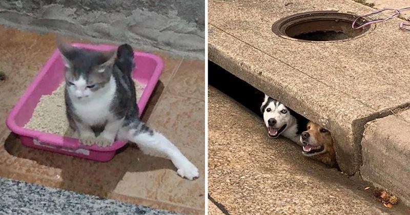 15 fotografija životinja čije će vam blesavo ponašanje izmamiti osmijeh na lice