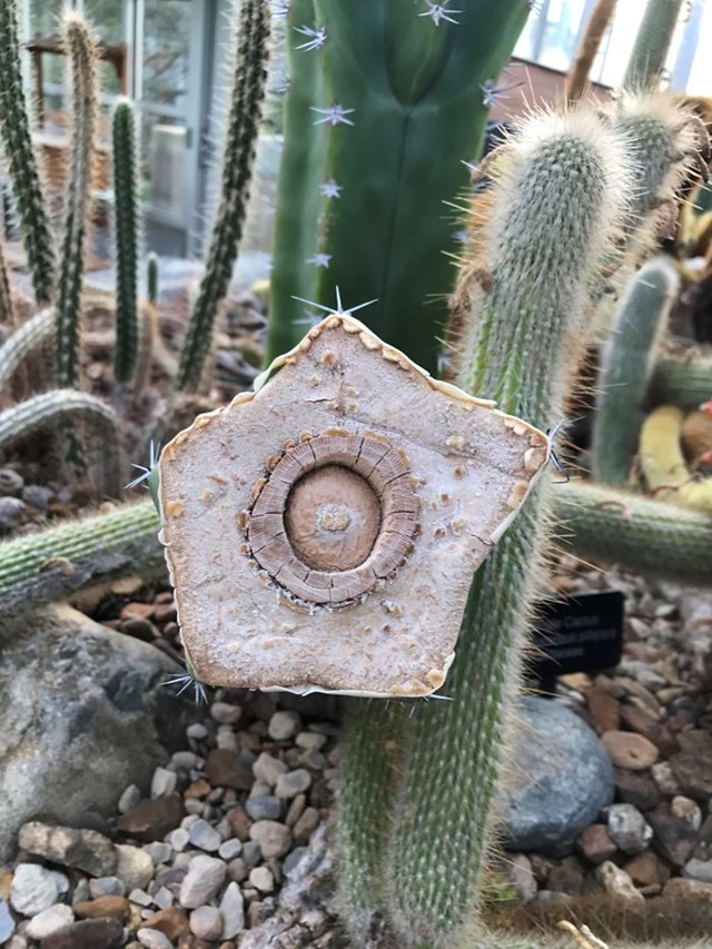 3. Jeste li ikada vidjeli kako izgleda odsječeni kaktus?