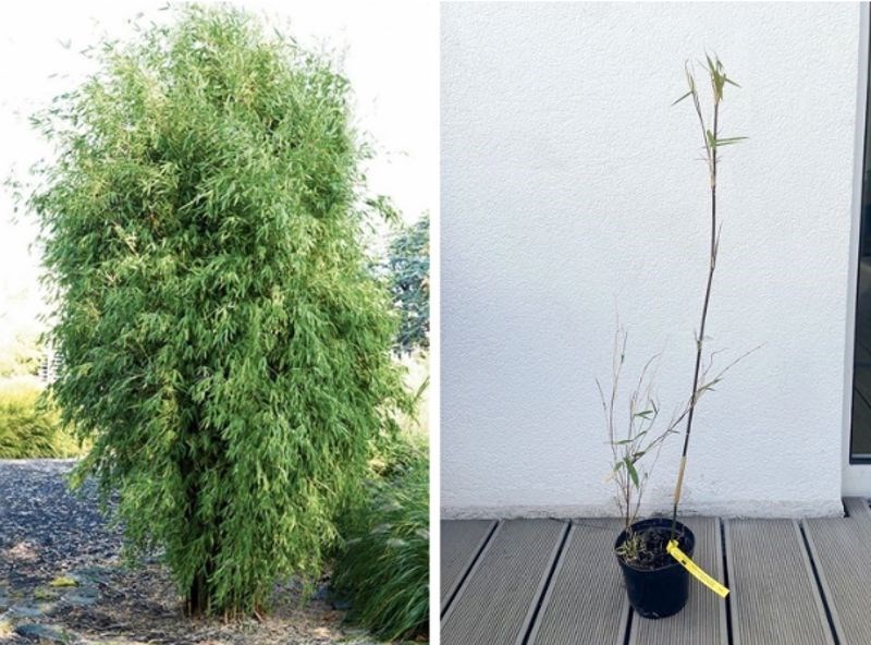 5. "Na lijevoj slici se nalazi bambus kojeg sam naručila preko interneta. Na desnoj slici se nalazi ono što mi je stiglo na adresu."