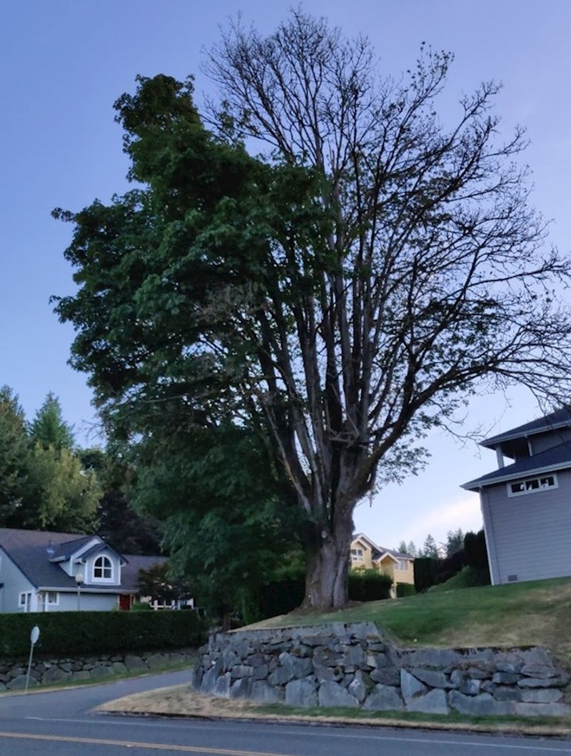 8. Stablo koje s jedne strane ima lišće, a s druge gotovo pa više i nema