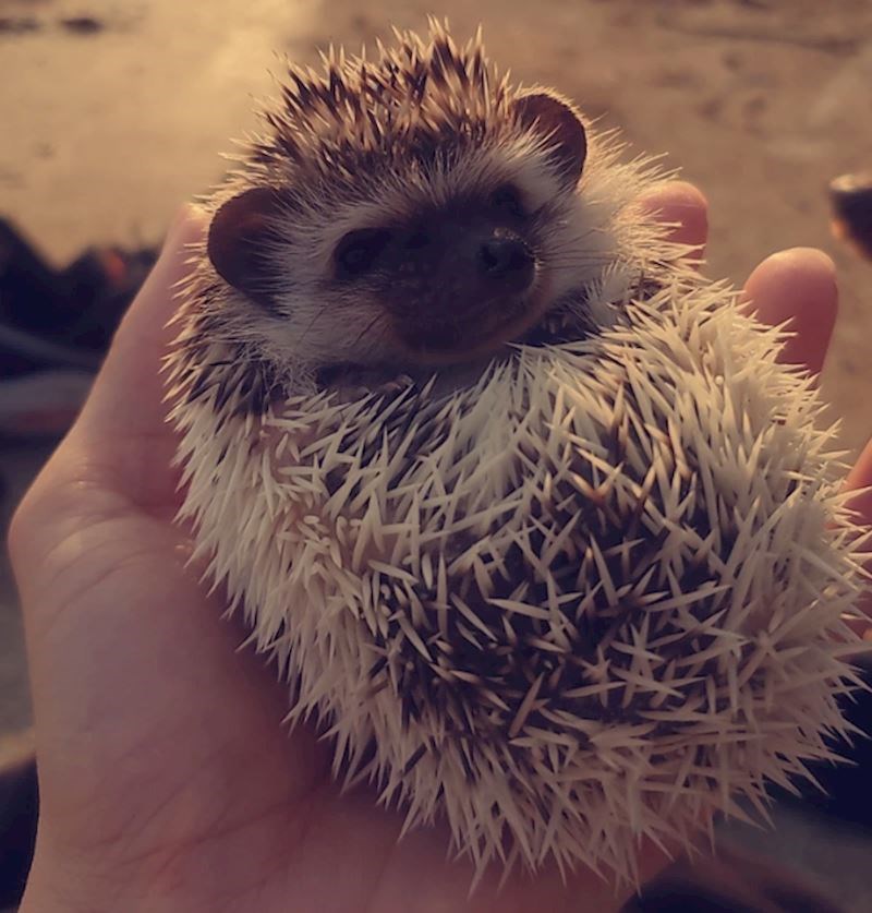 10. "Ima nešto posebno slatko u ježevima."