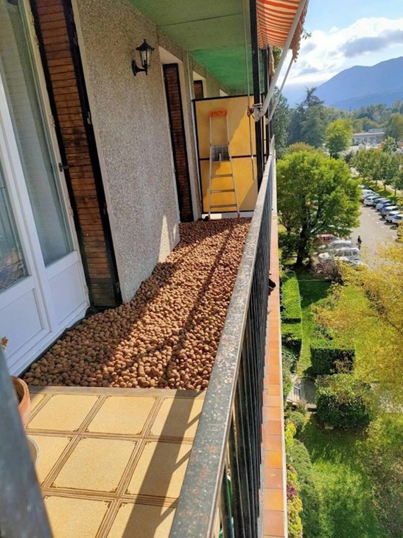 "Moj susjed naručio je jako puno oraha."