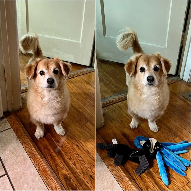 8. "Ako moj pas ne dobije hranu u uobičajeno vrijeme, počet će vas donositi sve svoje igračke jednu po jednu"