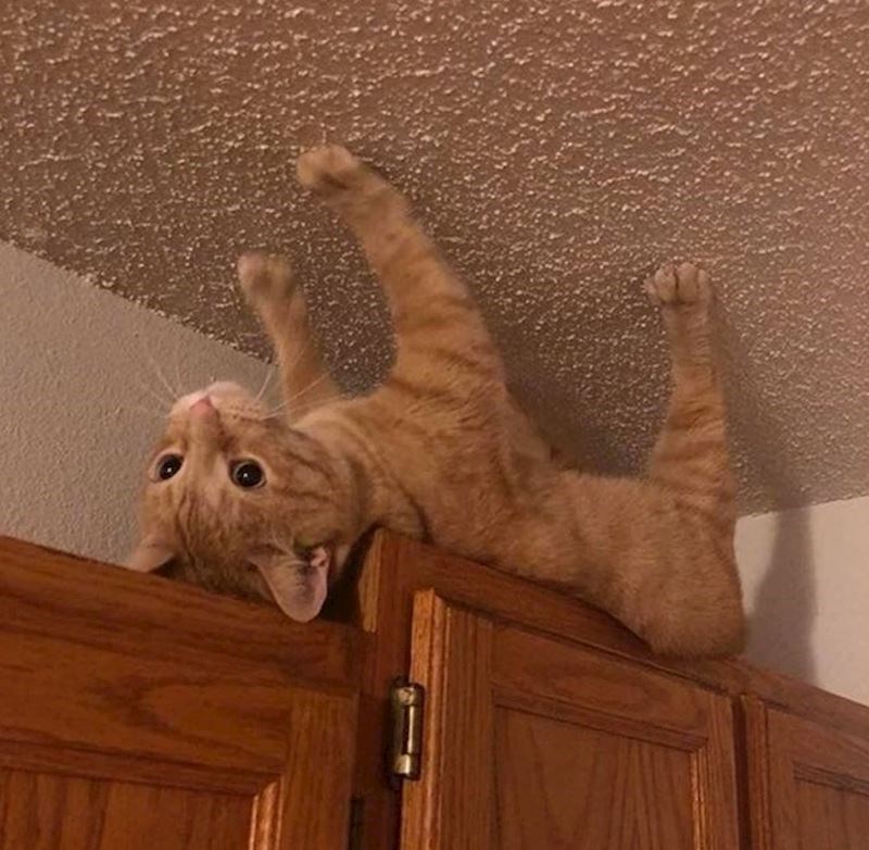 "Izgleda kao da hoda po stropu"