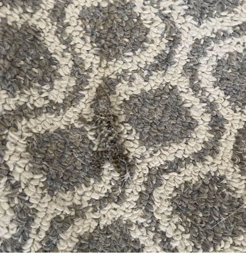 14. Zamalo su ga nagazili