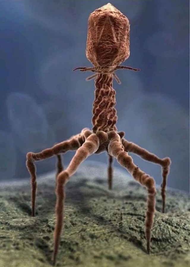 Uvećana fotografija virusa