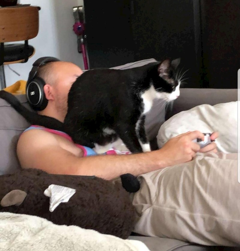 4. Previše ga je ignorirao dok je igrao igrice pa je odlučio uzeti stvar u svoje šape