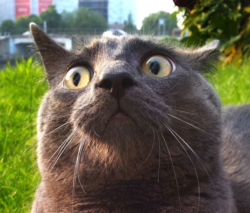 10. "Odveli smo ga sa sobom u park i onda je čuo rijeku u blizini i totalno se izbezumio."