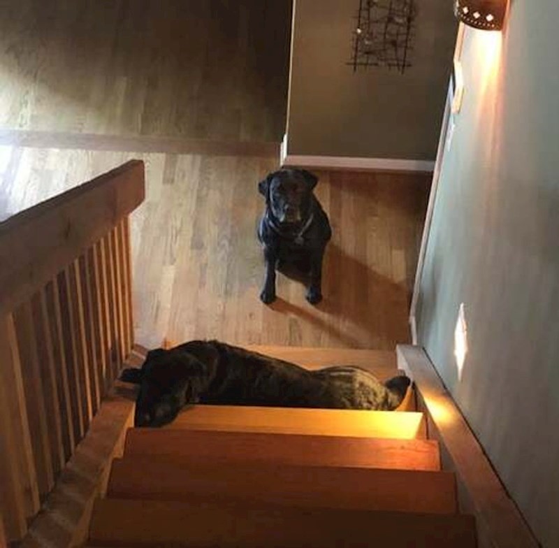 13. Posvađali su se i sad je jedan pas drugome zabranio da ide na kat 😂