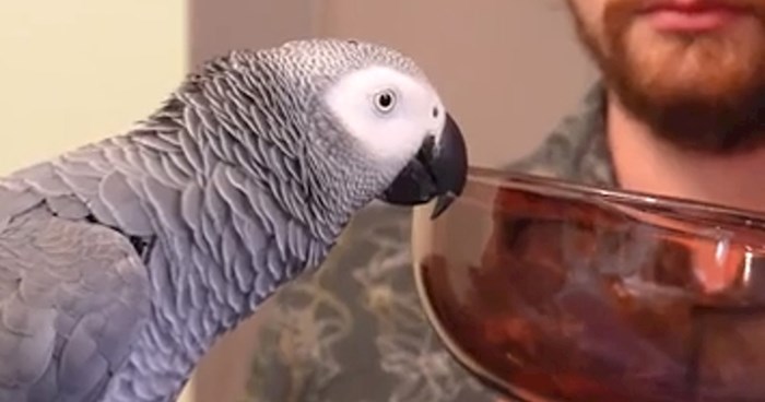 Tip je testirao što sve zna njegov pametni papagaj, video će vas u potpunosti oduševiti