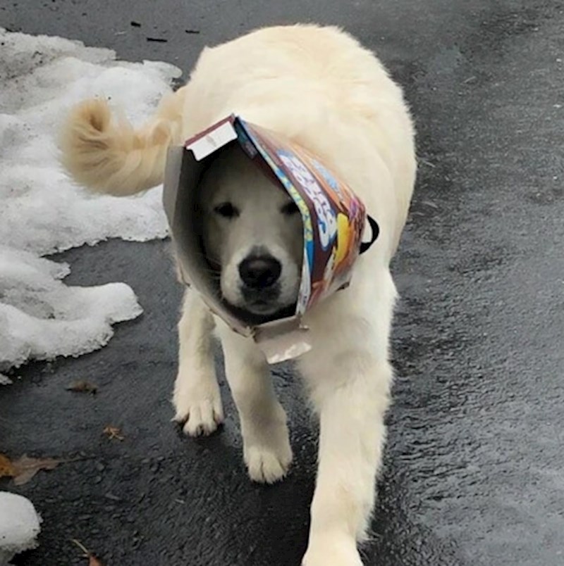 "Trčao je po dvorištu i nekako završio s kutijom na glavi"