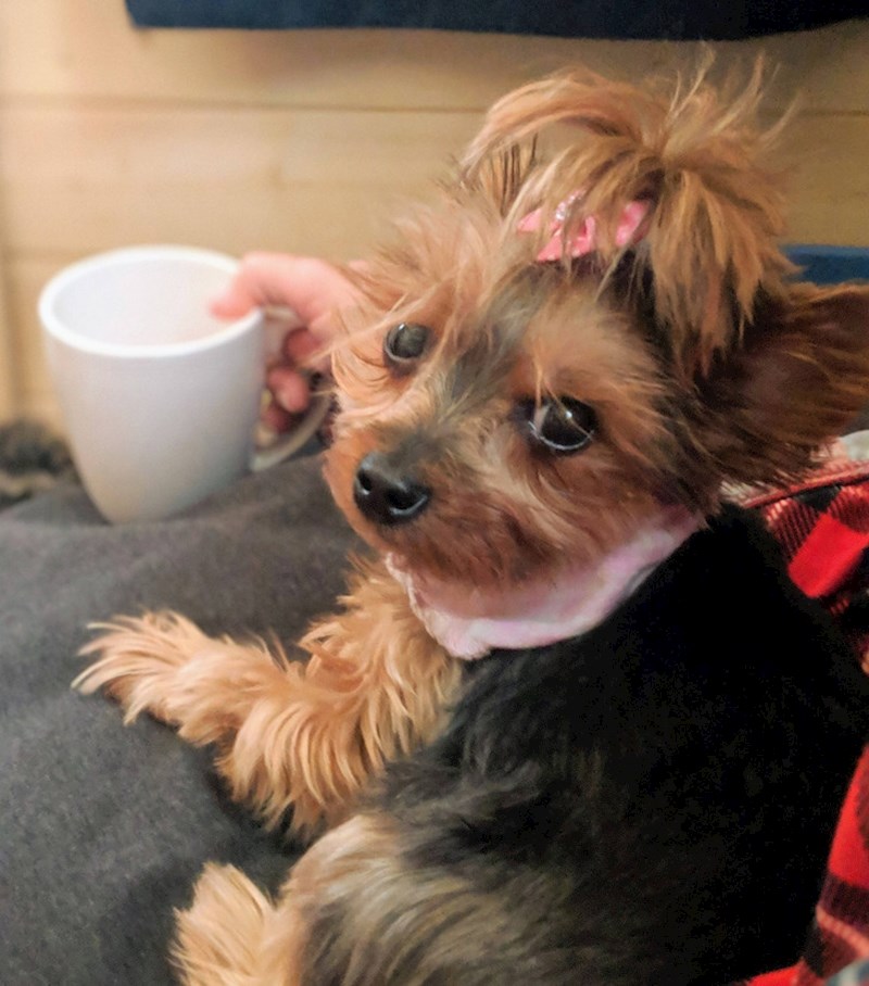 "Potpuno neplanirano, ali moja ruka izgleda kao prudužetak njezine šape"