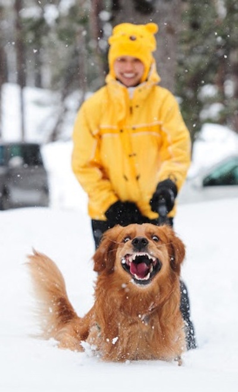 1. "Moj pas koji je prvi put vidio i igrao se na snijegu. Čini mi se da mu se sviđa"