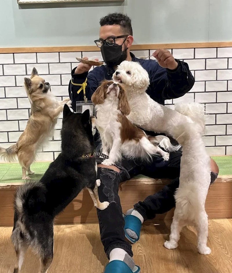 "Kad sam na brzinu pogledao ovu fotografiju, učinilo mi se da je bijeli pas jako dugačak, a zapravo su to dva psa..."