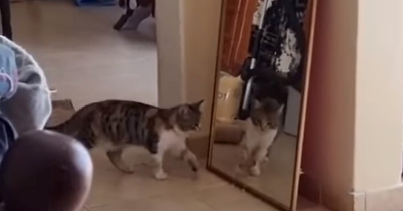 Mačka je vidjela svoj odraz u ogledalu i imala presmiješnu reakciju, video će vam uljepšati dan