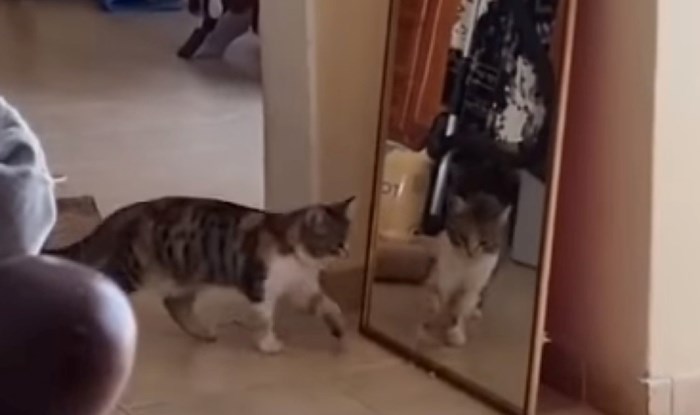 Mačka je vidjela svoj odraz u ogledalu i imala presmiješnu reakciju, video će vam uljepšati dan