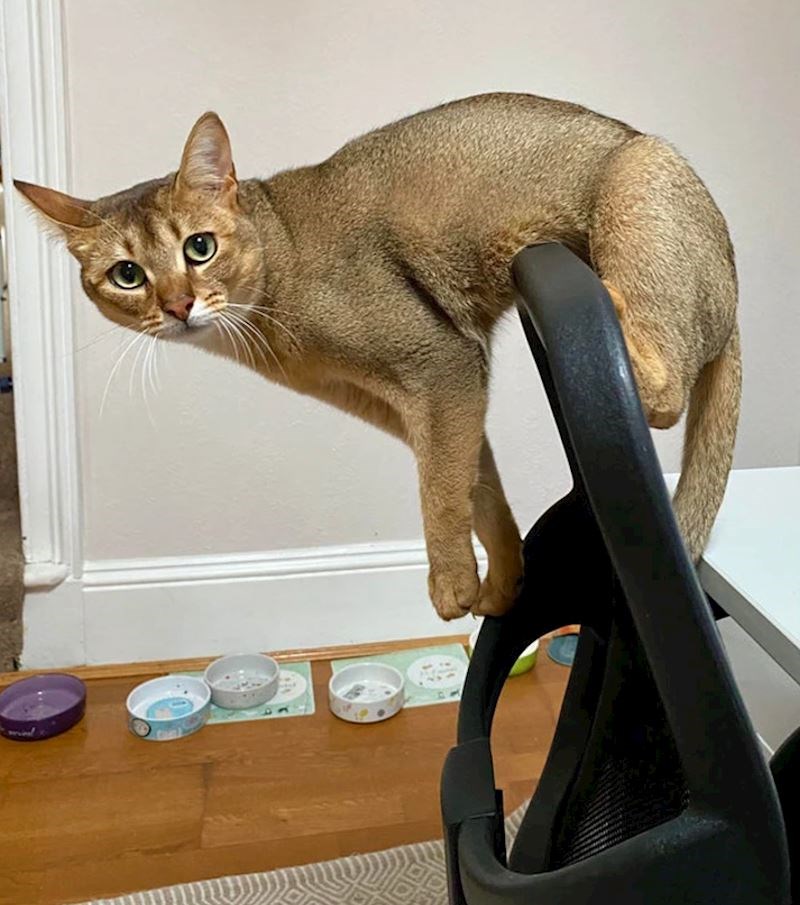 7. Vole se penjati posvuda