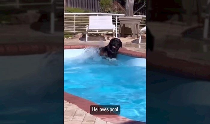 Ponašanje psa nakon što je dobio dozvolu za kupanje u bazenu nasmijao tisuće na IG-u, snimka je hit!