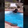 Ponašanje psa nakon što je dobio dozvolu za kupanje u bazenu nasmijao tisuće na IG-u, snimka je hit!