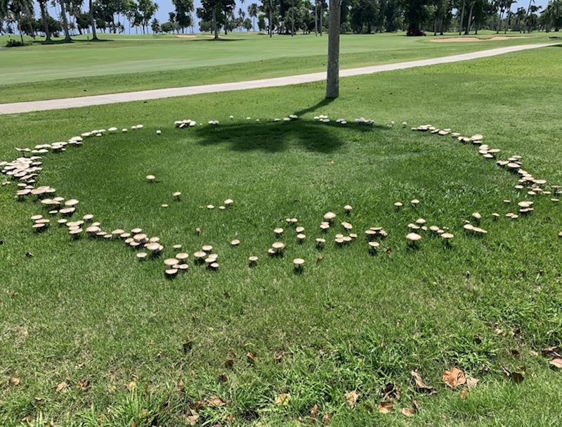 8. "Ove gljive koje su napravile skoro savršeni krug. Izgleda kao da su se okupile zbog nekog važnog sastanka"