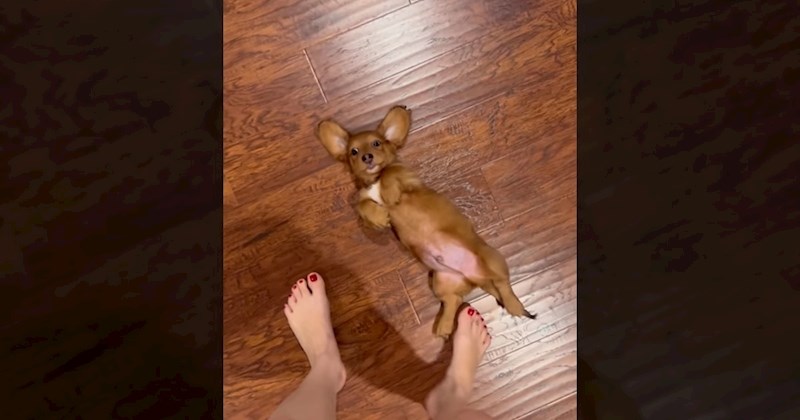 Snimka psića koji na presladak način traži pažnju oduševila je milijune, odmah će vam uljepšati dan