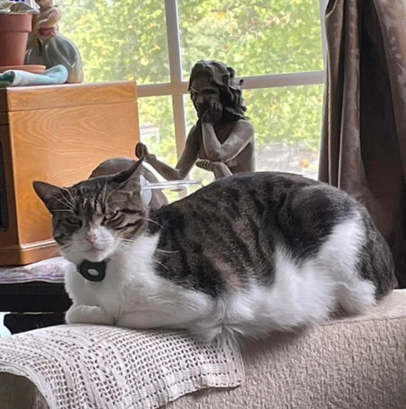 "Ljuti se jer mazim drugu mačku."