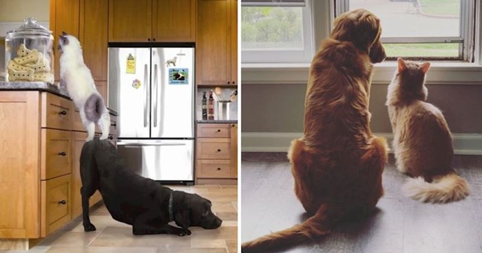 17 dirljivih fotografija prijateljstva između pasa i mačaka, prizori će vam izmamiti osmijeh na lice