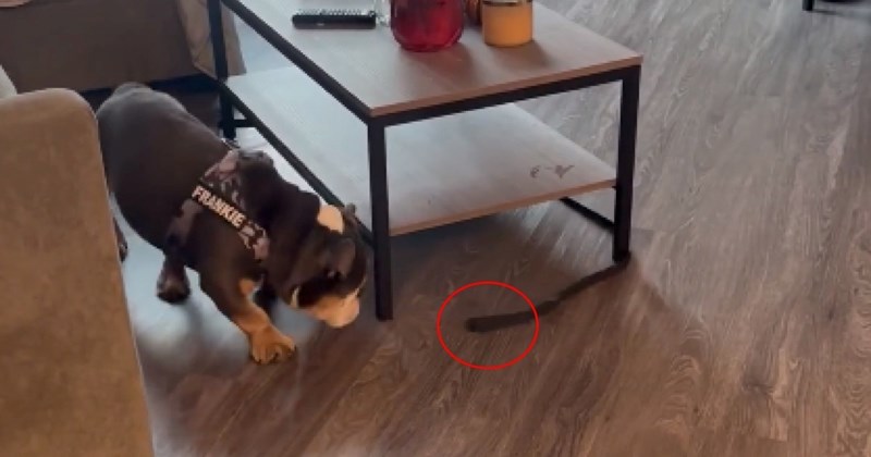 Snimka blesavog psa koji uzaludno pokušava uloviti svoj povodac je hit, nasmijat će vas do suza