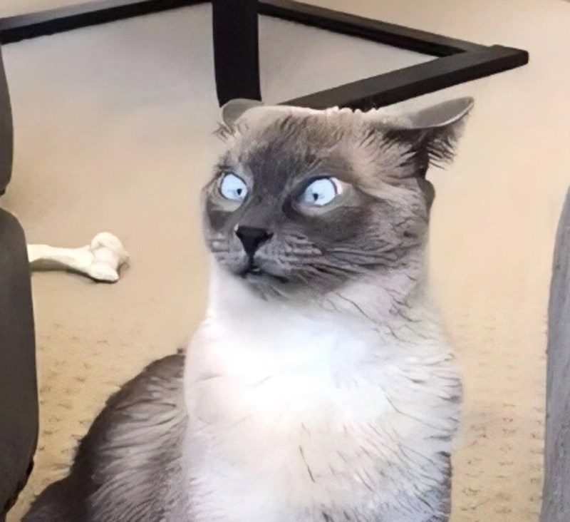 "Ovo je bila reakcija naše mačke kad smo se vratili s bebom iz bolnice. Novi miris je očito bio previše za nju."