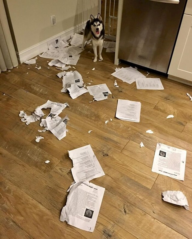 10. "Da, ovog puta pas stvarno je pojeo zadaću"