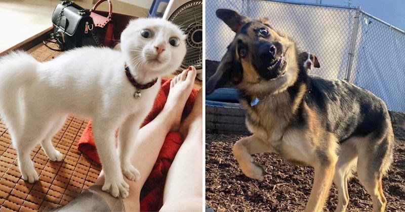 10+ fotografija snimljenih u pravom trenutku kako bi uhvatile dramatične grimase ovih životinja