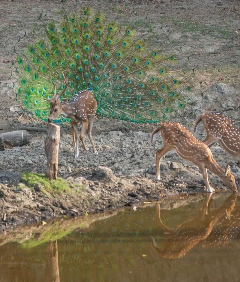Baš fora fotografija!