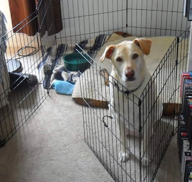 "Čeka da ju pustimo iz kaveza..."