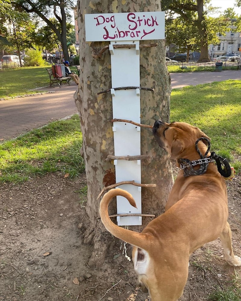 2. "Moj šogor je izmislio 'knjižnicu' s drvenim štapovima za pse u kvartu"