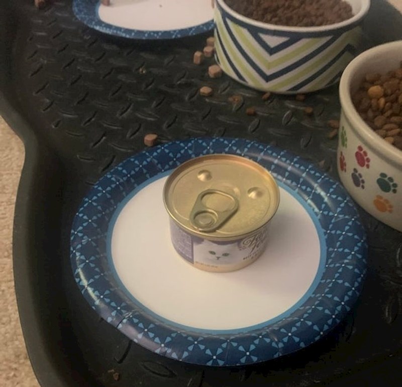 "Moj sin mi je rekao da je nahranio mačke..."