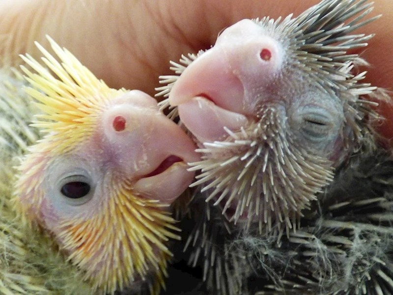 "Moje malene papige koje imaju samo 15 dana"