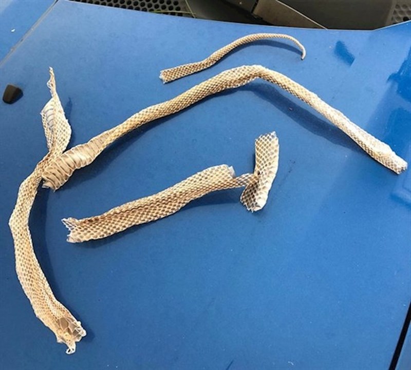 "Ovo sam pronašla ispod našeg kreveta kada sam usisavala"